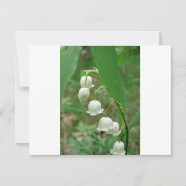 Lily-of-the-valley (Voorkant)