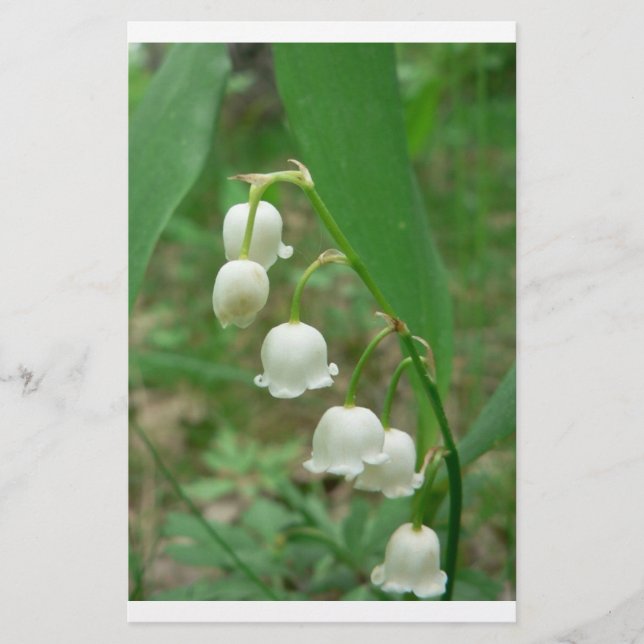 Lily-of-the-valley (Voorkant)