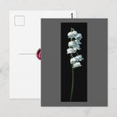 LILY OF THE VALLEY BRIEFKAART (Voorkant / Achterkant)