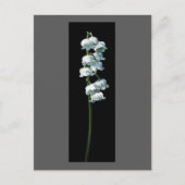 LILY OF THE VALLEY BRIEFKAART (Voorkant)
