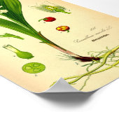 Lily of the Valley (Convallaria majalis) Poster (Hoek)