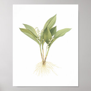 Lily-of-the-valley(Convallaria majalis) van Redout Poster
