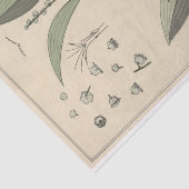 Lily of the Valley, Eugene Grasset's Botany Series Tissuepapier (Detail)