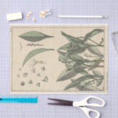 Lily of the Valley, Eugene Grasset's Botany Series Tissuepapier (Craft)