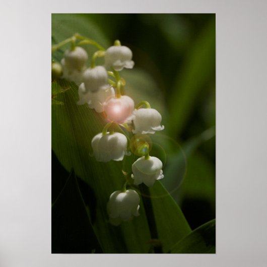 Lily of the Valley Floral Poster (Voorkant)