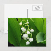 Lily-of-the-Valley Post Kaart (Voorkant / Achterkant)