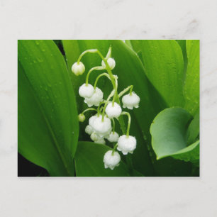 Lily-of-the-Valley Post Kaart