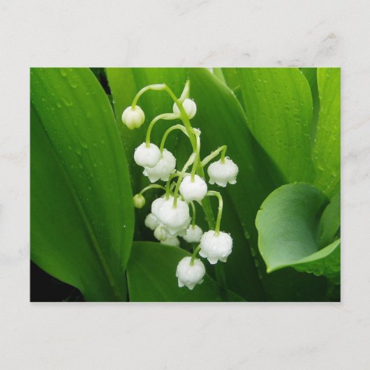 Lily-of-the-Valley Post Kaart (Voorkant)