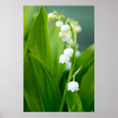 Lily of the Valley Poster (Voorkant)
