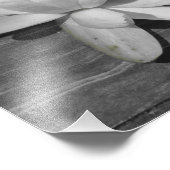 Lily of the Water 11x14 Foto Afdruk (Hoek)