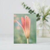 Lily opent op een dauwochtend briefkaart (Staand voorkant)