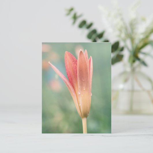 Lily opent op een dauwochtend briefkaart (Staand voorkant)