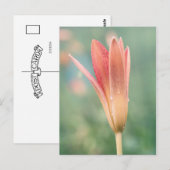 Lily opent op een dauwochtend briefkaart (Voorkant / Achterkant)