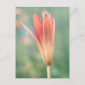 Lily opent op een dauwochtend briefkaart (Voorkant)