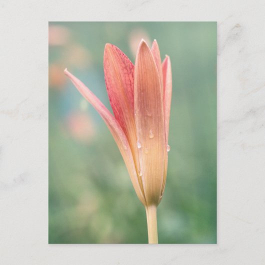 Lily opent op een dauwochtend briefkaart (Voorkant)