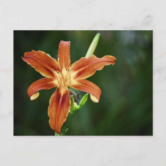 Lily P6588 Briefkaart (Voorkant)