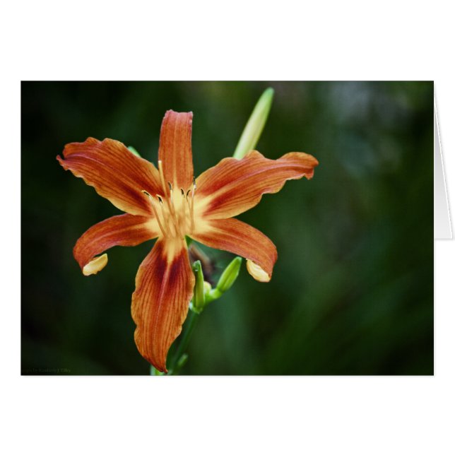 Lily P6588 Kaart (Voorkant Horizontaal)
