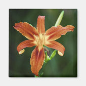 Lily P6588 Magnet (Voorkant)