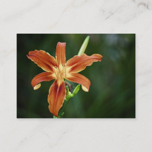 Lily P6588 Mini Print Visitekaartje (Voorkant)
