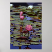 Lily Pad Art Posters -24x36 -andere beschikbare fo (Voorkant)