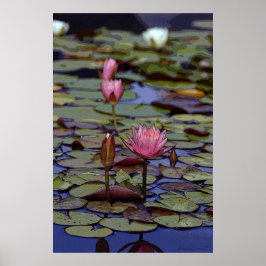 Lily Pad Art Posters -24x36 -andere beschikbare fo