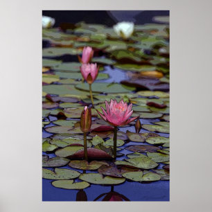 Lily Pad Art Posters -24x36 -andere beschikbare fo