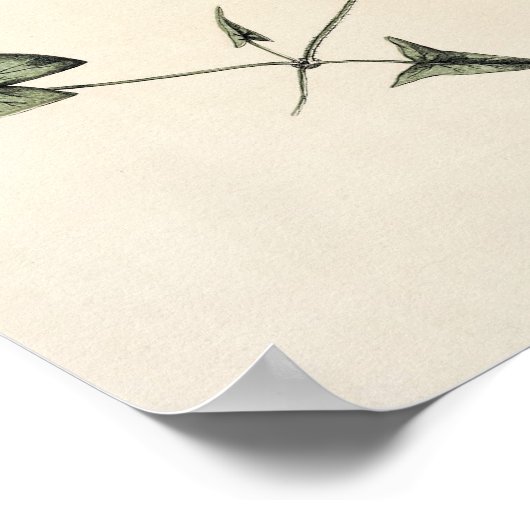  Lily Pad Botanische Sketch Art Print (Hoek)