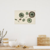  Lily Pad Botanische Sketch Art Print (Keuken)