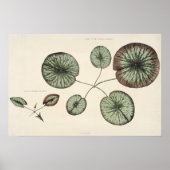 Lily Pad Botanische Sketch Art Print (Voorkant)