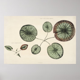  Lily Pad Botanische Sketch Art Print