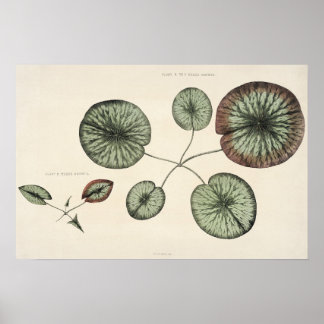 Lily Pad Botanische Sketch Art Print