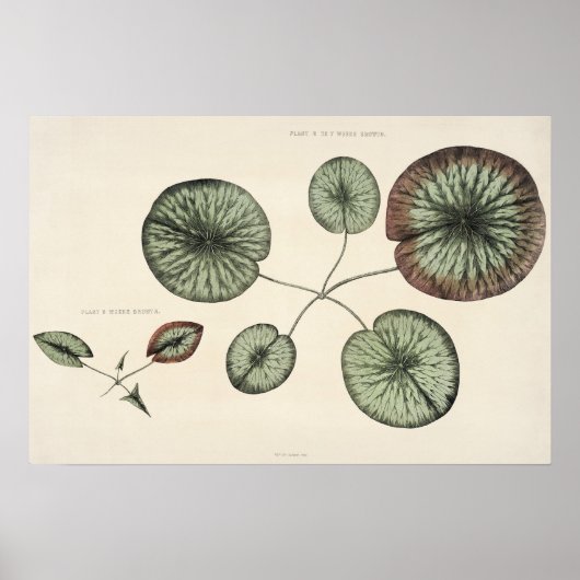  Lily Pad Botanische Sketch Art Print (Voorkant)