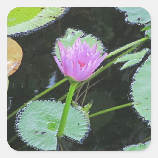 Lily Pad Bright Pink Water Lily Flower Bloom Vierkante Sticker (Voorkant)