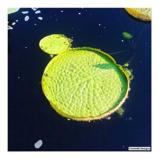 Lily Pad (Chicago) - Foto afdruk (Voorkant)