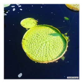 Lily Pad (Chicago) - Foto afdruk