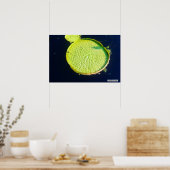 Lily Pad (Chicago) - Poster (Keuken)
