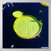 Lily Pad (Chicago) - Poster (Voorkant)