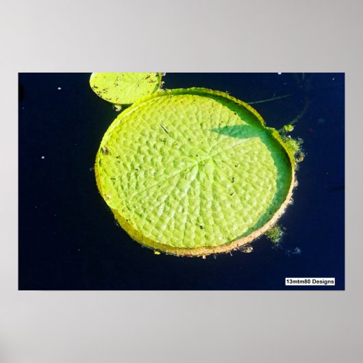 Lily Pad (Chicago) - Poster (Voorkant)