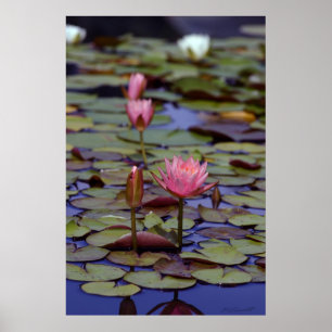Lily Pad Foto Posters -24x36 -andere maten ook