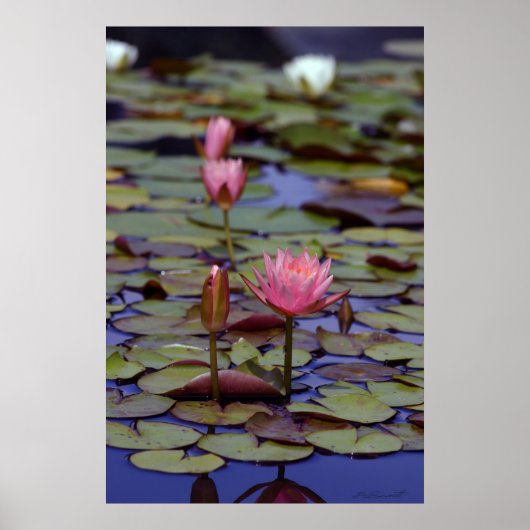 Lily Pad Foto Posters -24x36 -andere maten ook (Voorkant)