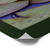 Lily Pad-foto-Prints -24x20 andere beschikbare for Poster (Hoek)