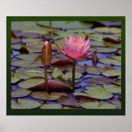 Lily Pad-foto-Prints -24x20 andere beschikbare for Poster