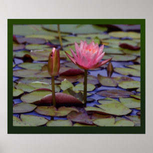 Lily Pad-foto-Prints -24x20 andere beschikbare for Poster