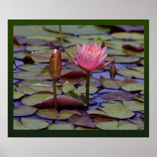 Lily Pad-foto-Prints -24x20 andere beschikbare for Poster (Voorkant)