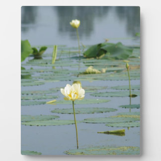 Lily Pad Fotoplaat