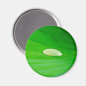 Lily Pad Magnet (Voorkant / Achterkant)