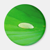 Lily Pad Magnet (Voorkant)
