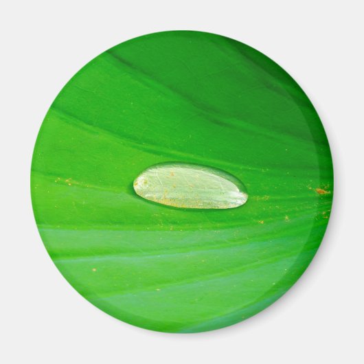 Lily Pad Magnet (Voorkant)
