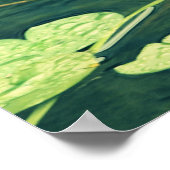Lily Pad Pond Poster (Hoek)