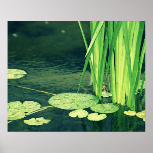 Lily Pad Pond Poster (Voorkant)